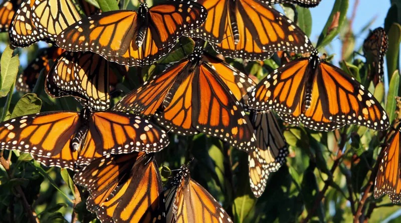 Monarh leptiri
